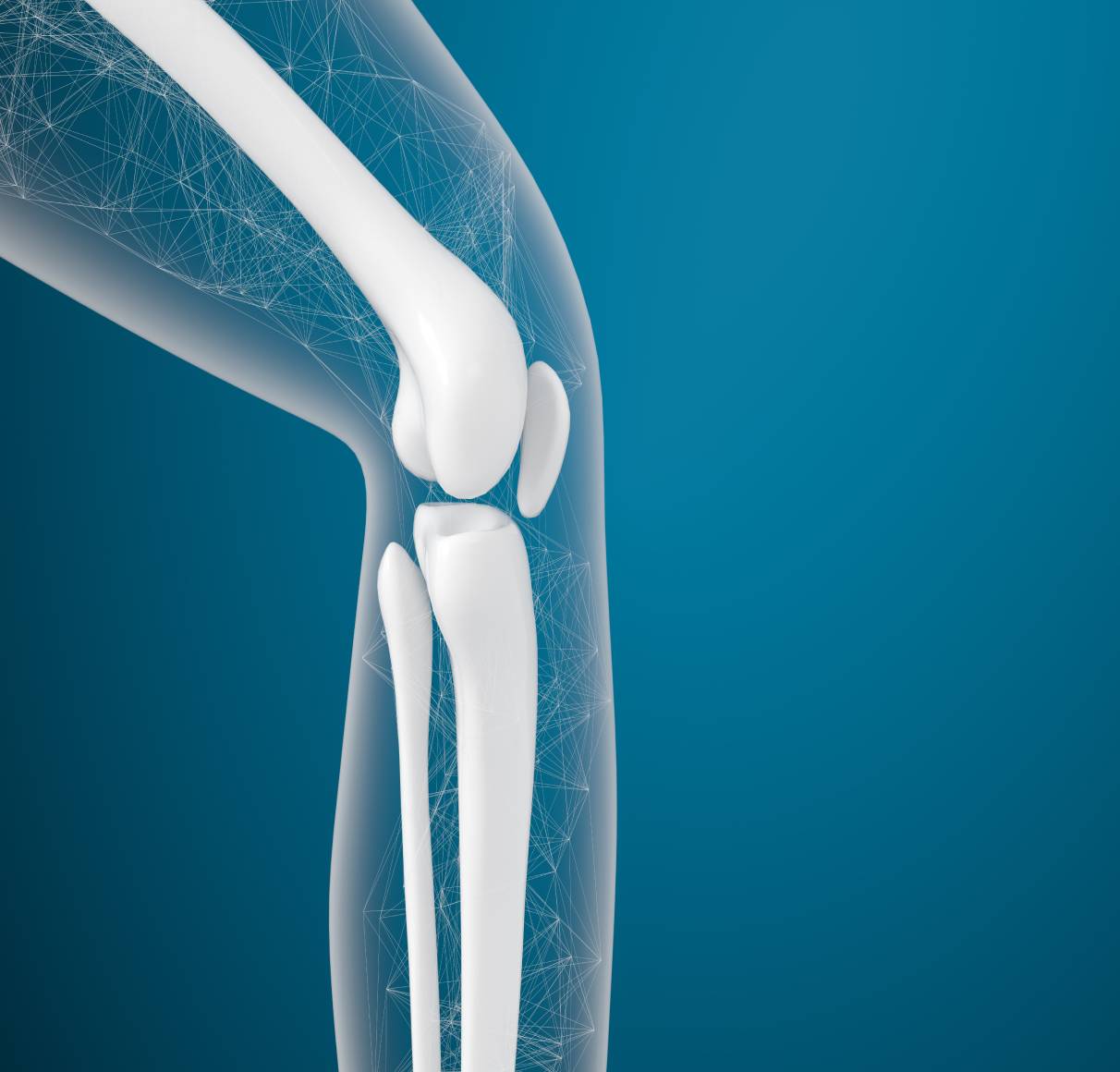 Digital illustration of a human knee joint.