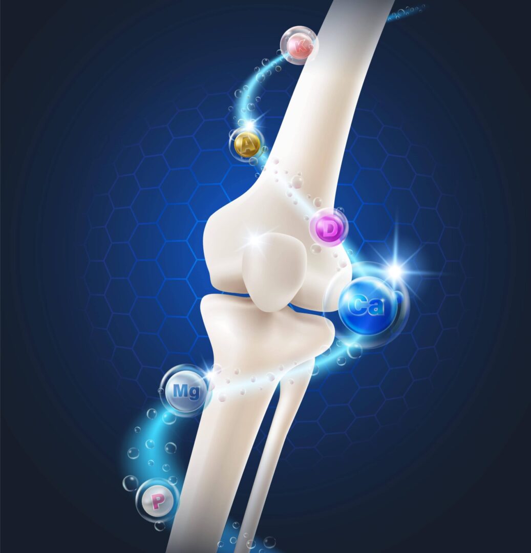 Digital illustration of a knee joint structure.